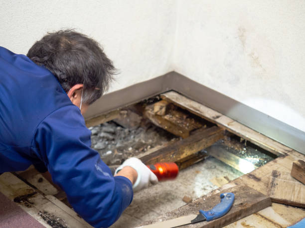 Reliable Jonesville, VA Mold Remediation Solutions