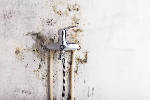 Best Post-Flood Mold Remediation in Jonesville, VA