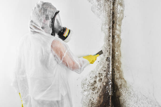Best Basement Mold Remediation in Jonesville, VA