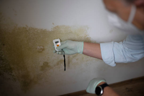 Best Residential Mold Remediation in Jonesville, VA