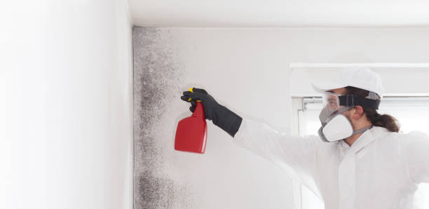 Best Bathroom Mold Remediation in Jonesville, VA